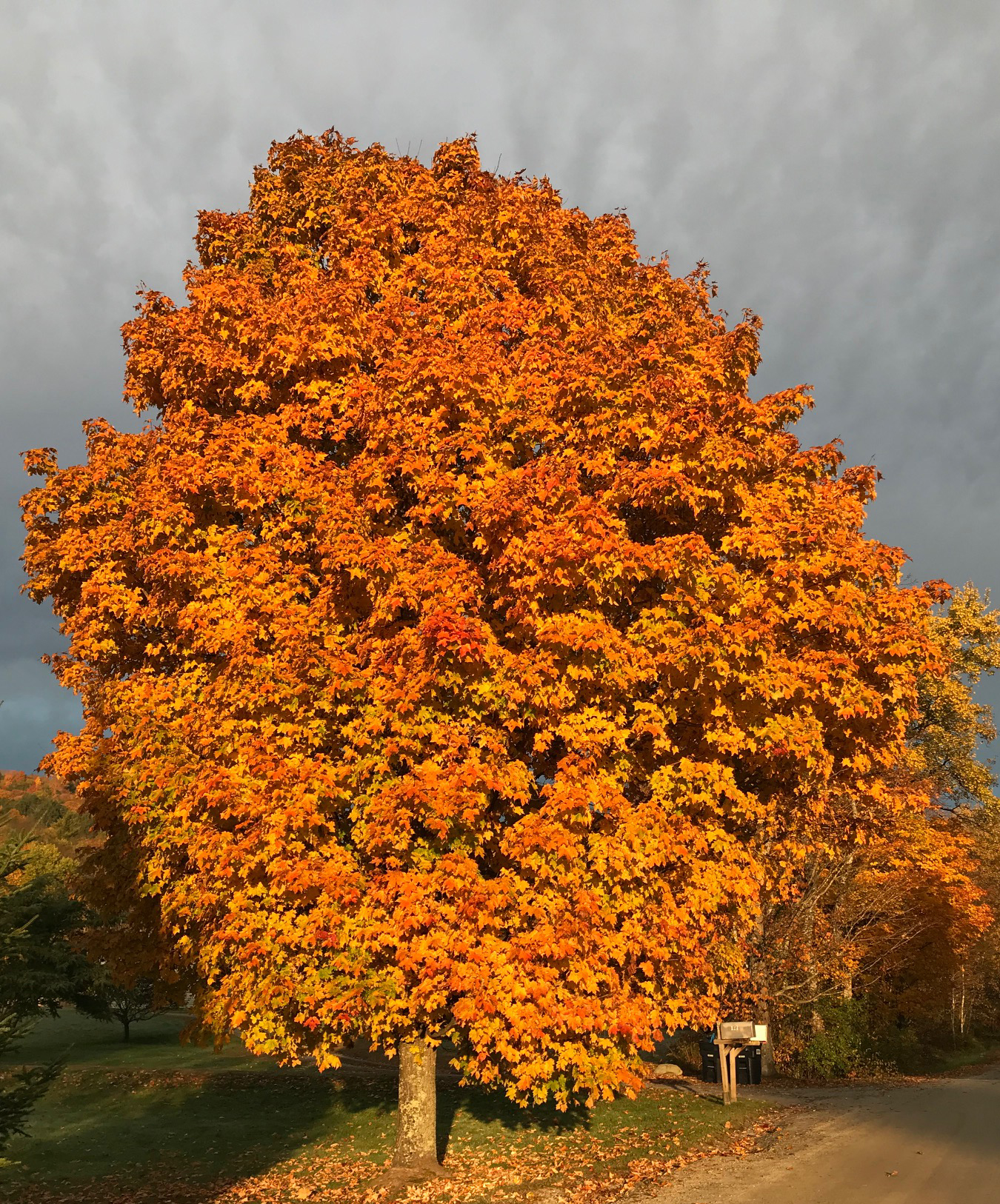 Reader submitted foliage photo from P. Clark.